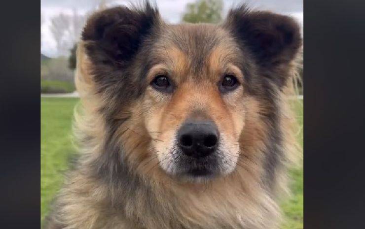 trasformazione cane