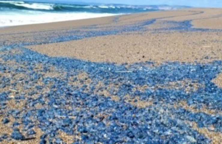 mare porta suolo velella