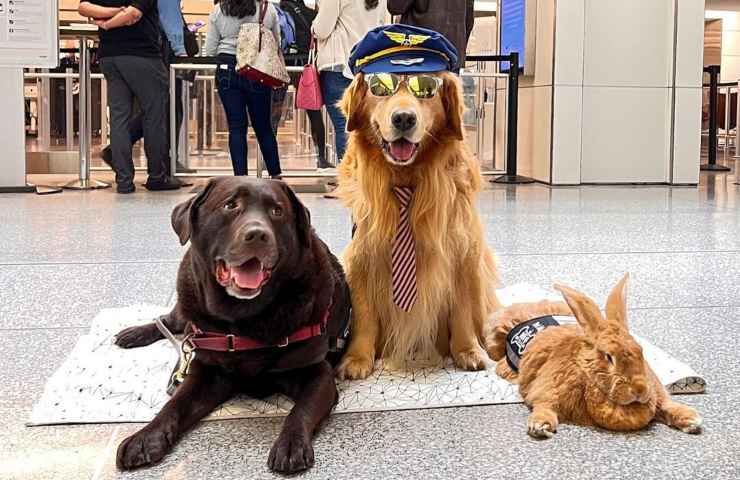pet therapy aeroporto