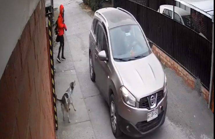 salvataggio sequestro ragazza cane