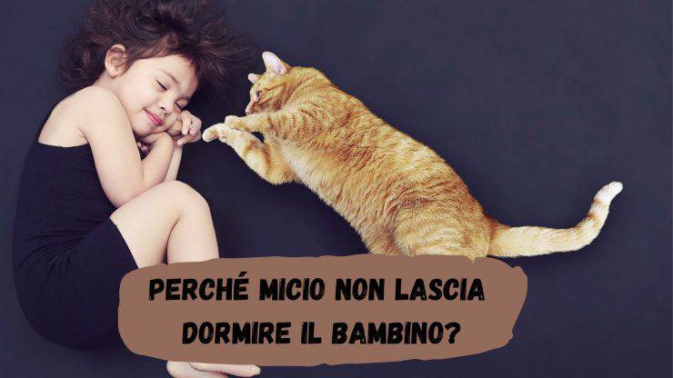 Il gatto non lascia dormire il bambino Il gatto non lascia dormire il bambino