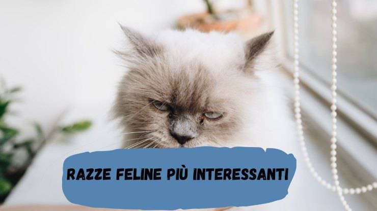Razze di gatti più interessanti