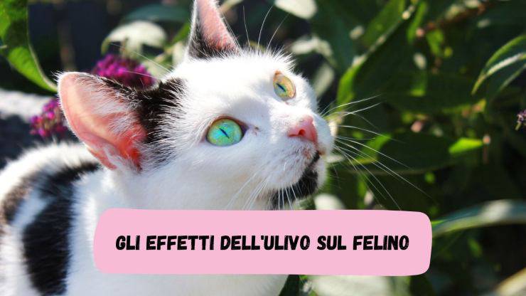 Ulivo e gatto Ulivo e gatto