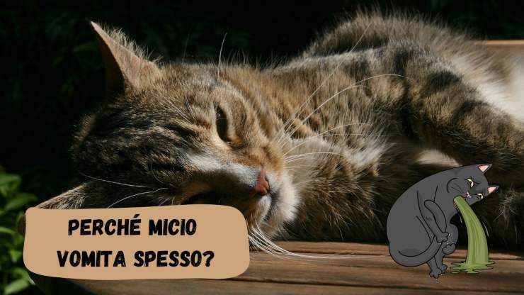 Il gatto vomita spesso Il gatto vomita spesso