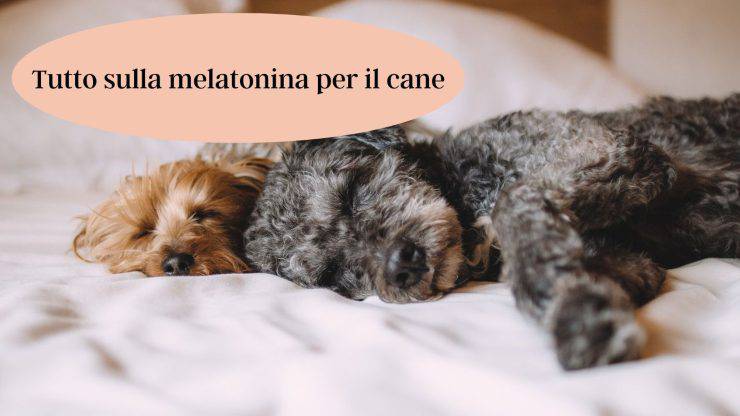 Melatonina per il cane Melatonina per il cane
