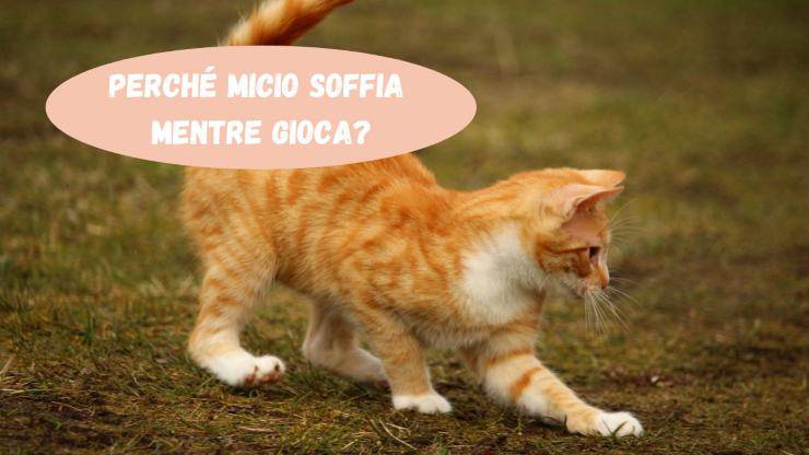 Il gatto soffia mentre gioca Il gatto soffia mentre gioca