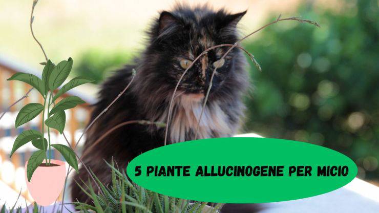 5 piante con effetti allucinogeni per il gatto 5 piante con effetti allucinogeni per il gatto