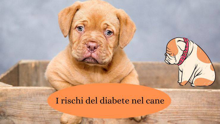 Cane con diabete