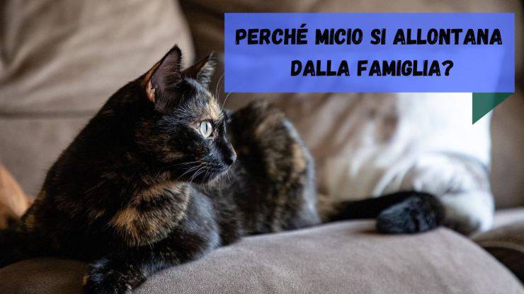 Il gatto si allontana dalla famiglia Il gatto si allontana dalla famiglia
