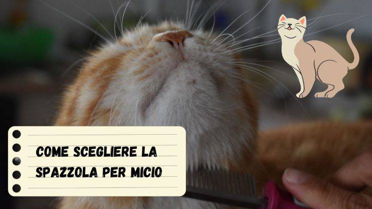 Spazzolare il gatto è fondamentale Spazzolare il gatto è fondamentale