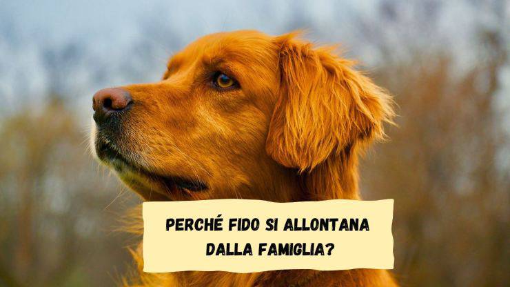 Il cane si allontana dalla famiglia Il cane si allontana dalla famiglia