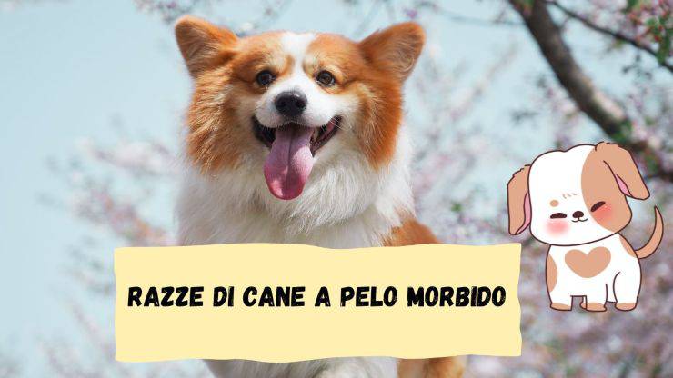 Le razze di cane dal pelo morbido Le razze di cane dal pelo morbido