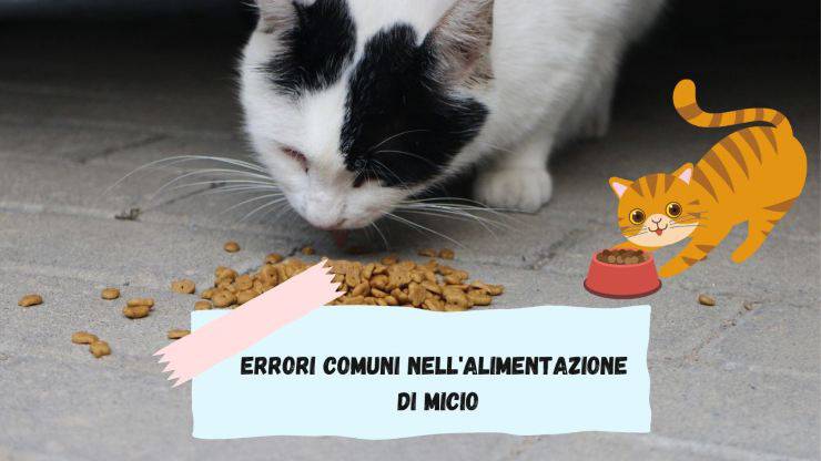 Gli errori più comuni nell'alimentazione del gatto