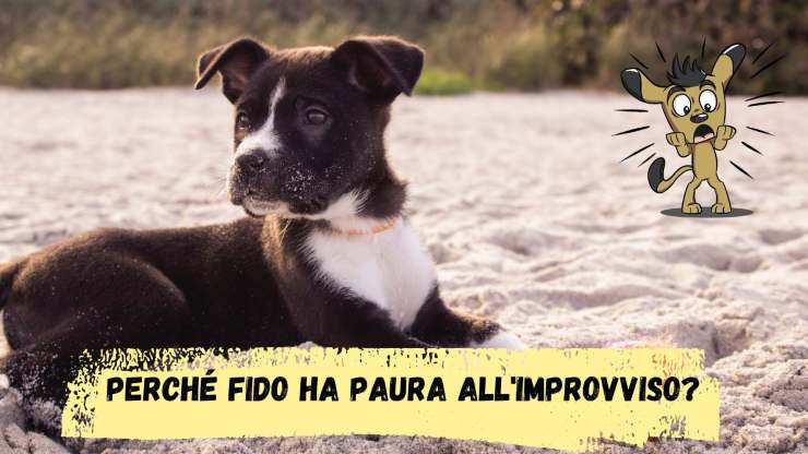 Il cane ha paura all'improvviso Il cane ha paura all'improvviso