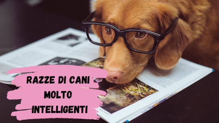 Razze di cani molto intelligenti Razze di cani molto intelligenti