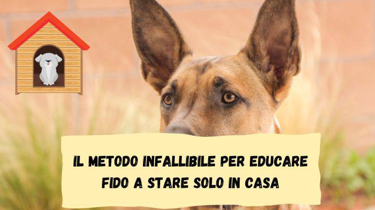 Solo 4 mosse Il metodo infallibile per Fido