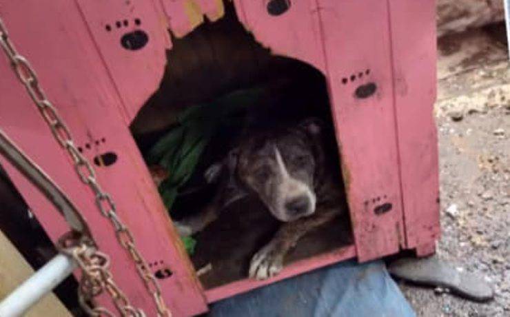 cane cura la depressione