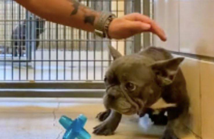 reazione Bulldog francese rinchiuso