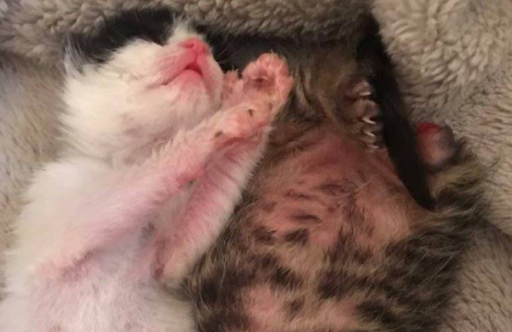 piccoli mici abbracciati rovescia