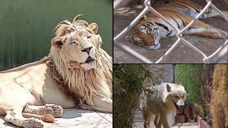 zoo illegale