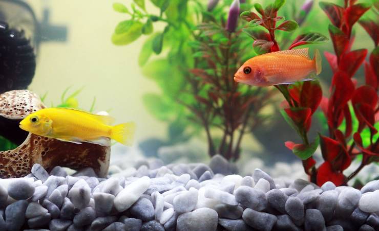 pesci acquario 