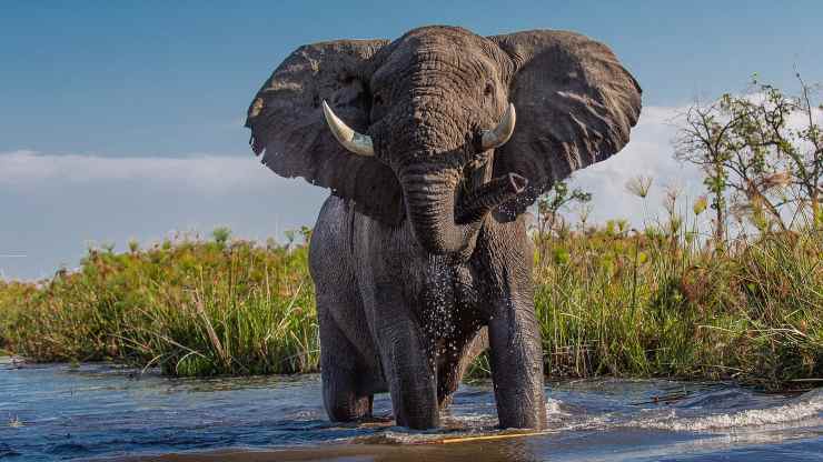 elefante non ammala cancro