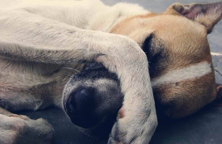 cane si copre il muso con la zampa