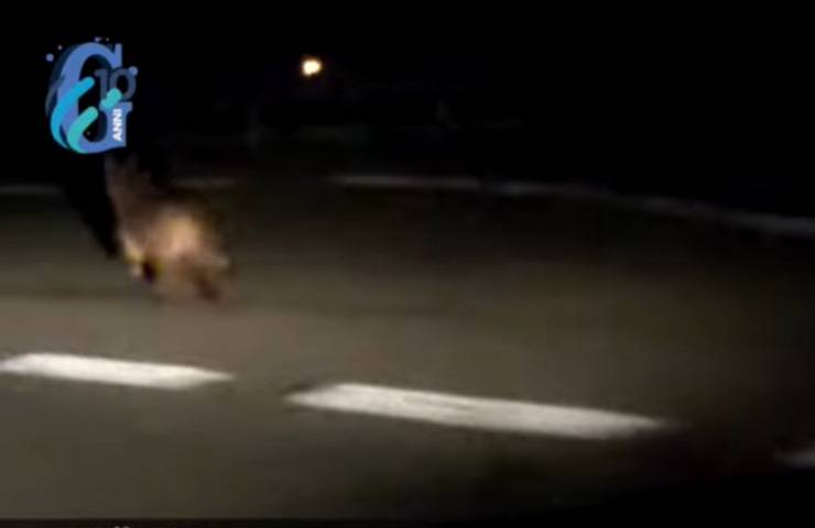 animale fuga lupo automobile