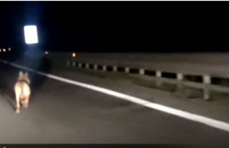 animale fuga strada notte