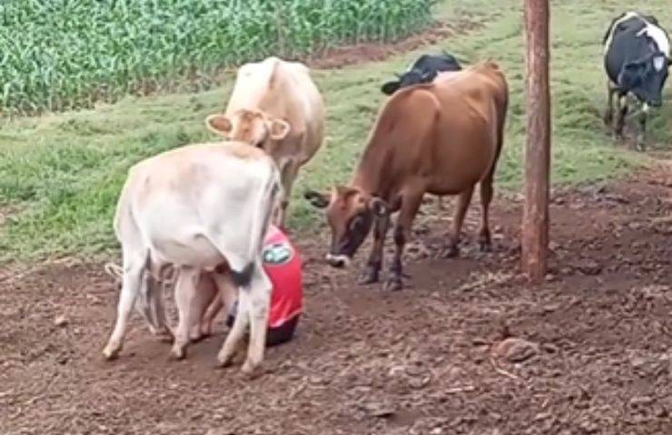 reazione animali video fattoria