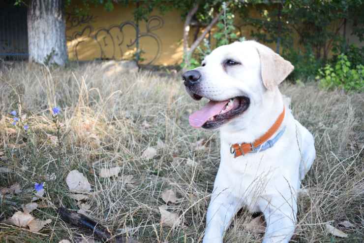 cane labrador