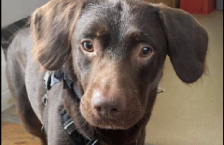 cane dipendente alcool salvato