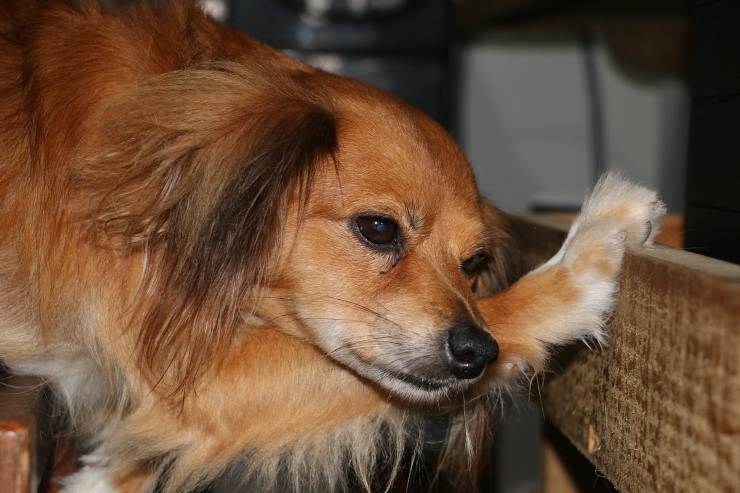 cane dal pelo fulvo