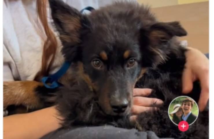 cagnolini salvati eutanasia ragazze
