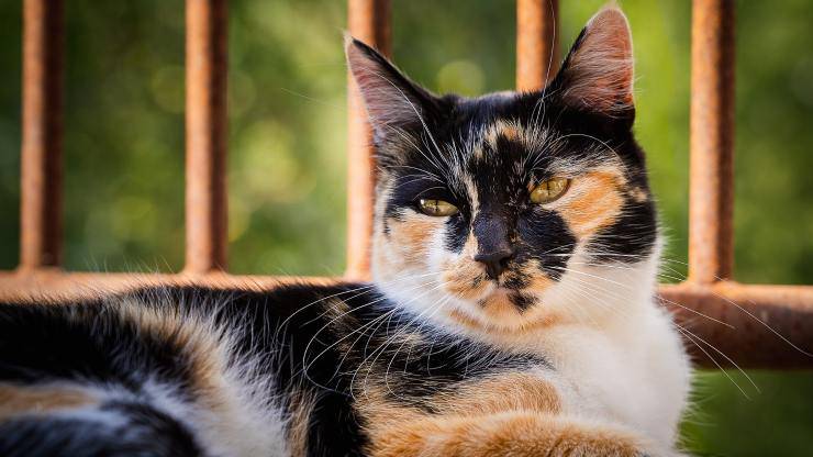 gatto tricolore