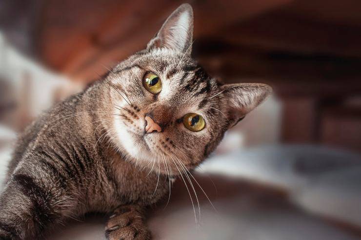 gatto con sguardo fisso