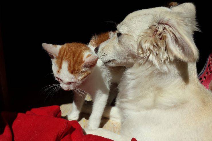 approccio cane e gatto