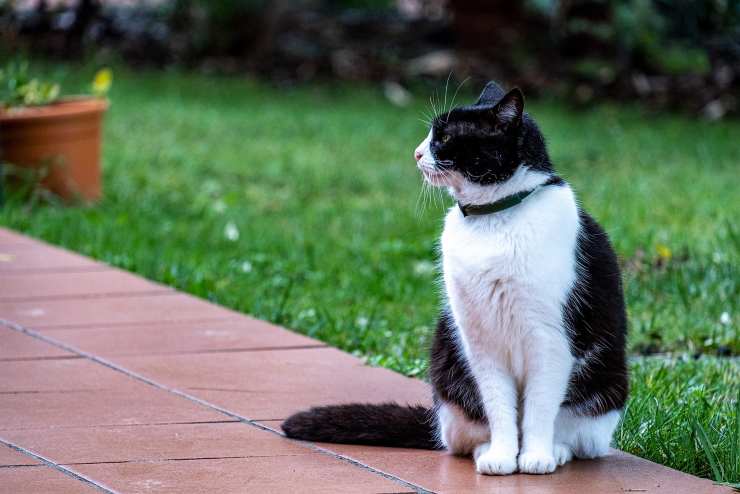 gatto bianco e nero
