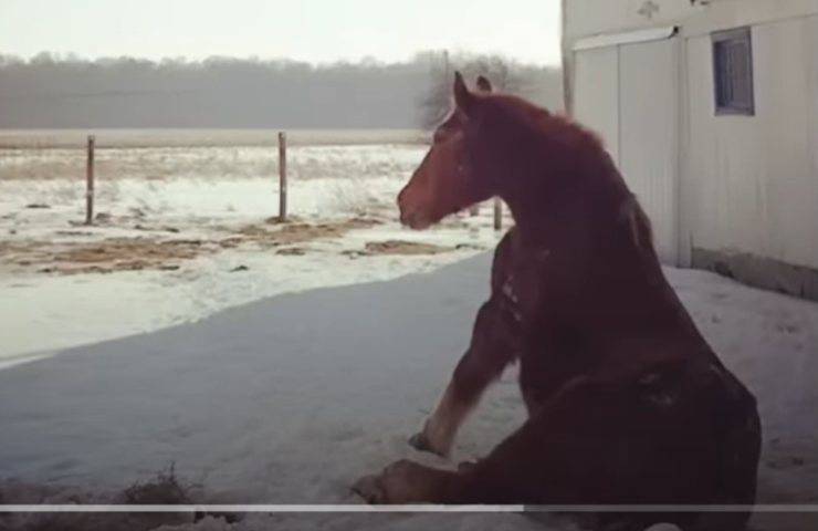 cavalla sola triste amico
