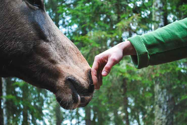cavallo e persona