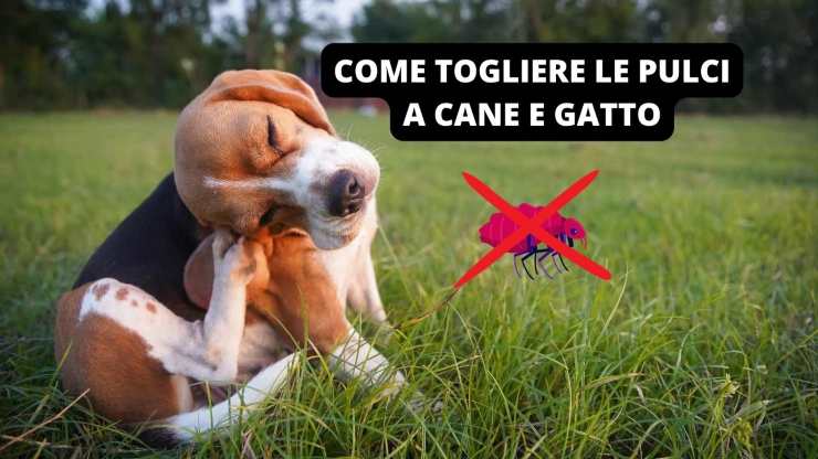 Cane che si gratta 