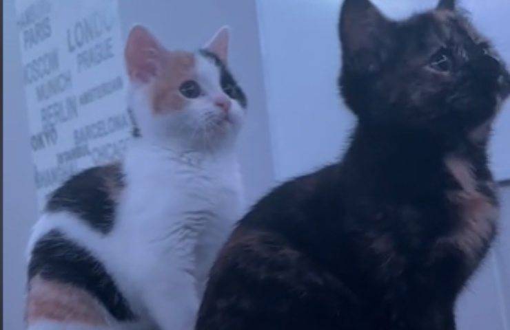 coordinazione video fratellini gattini