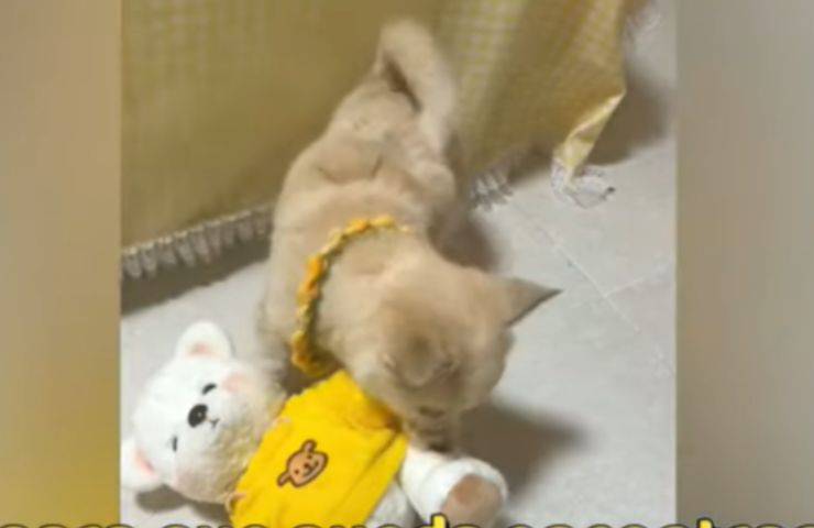 cucciolino cane orsetto peluche