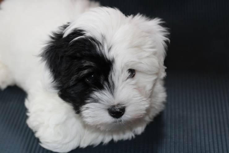 cucciolo cane