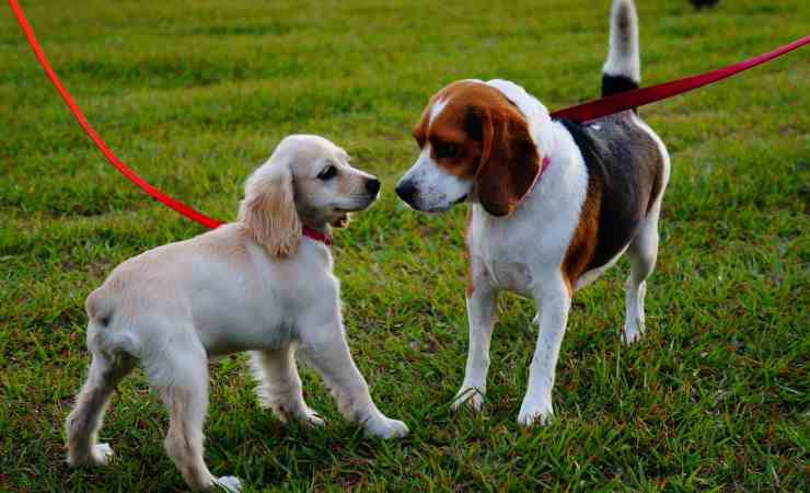 cani al parco