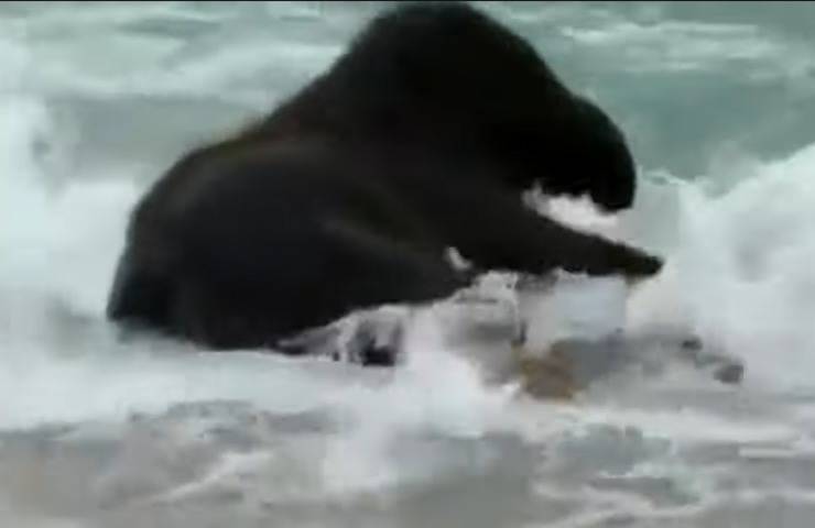 elefantino mare onde felicità