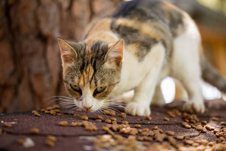 L'alimentazione del felino