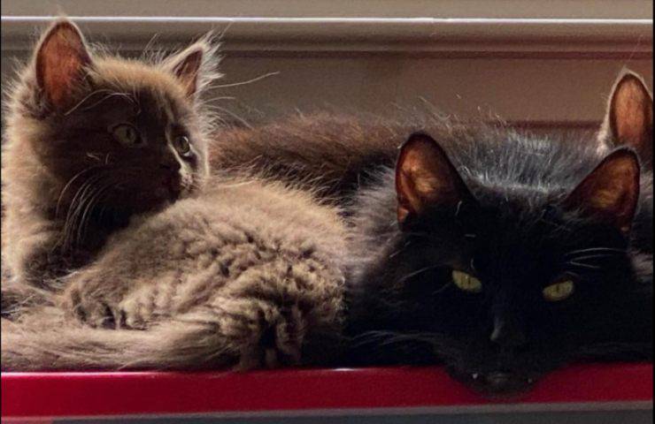 gatta nera cuccioli colorazione