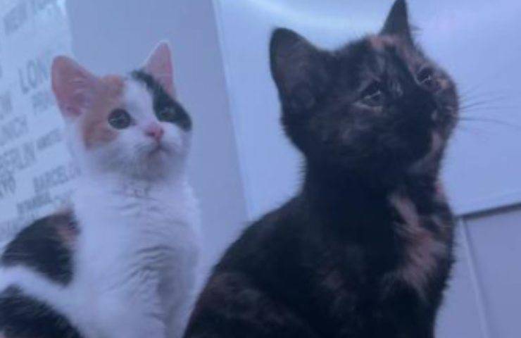 coordinazione testa gatti cuccioli