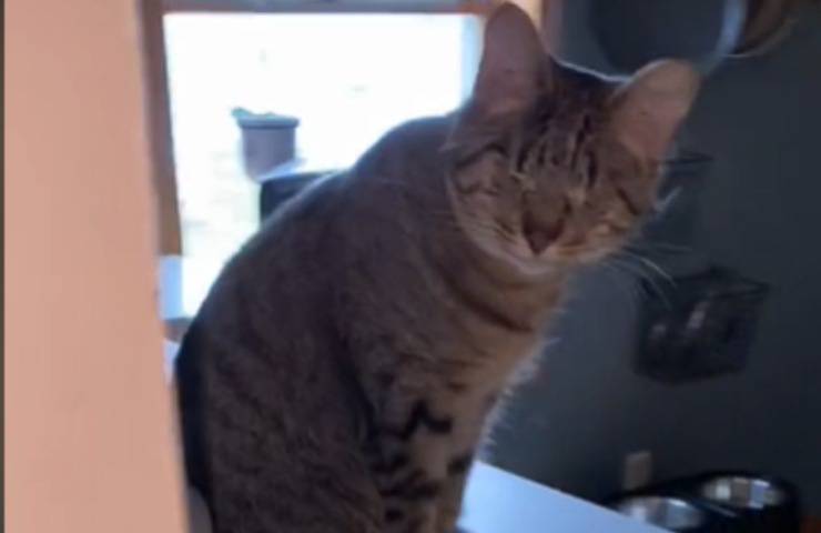gattino cieco reazione umana
